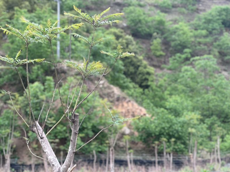 BA7C4BF3-E39F-43D6-8479-269DC6BF3FD7