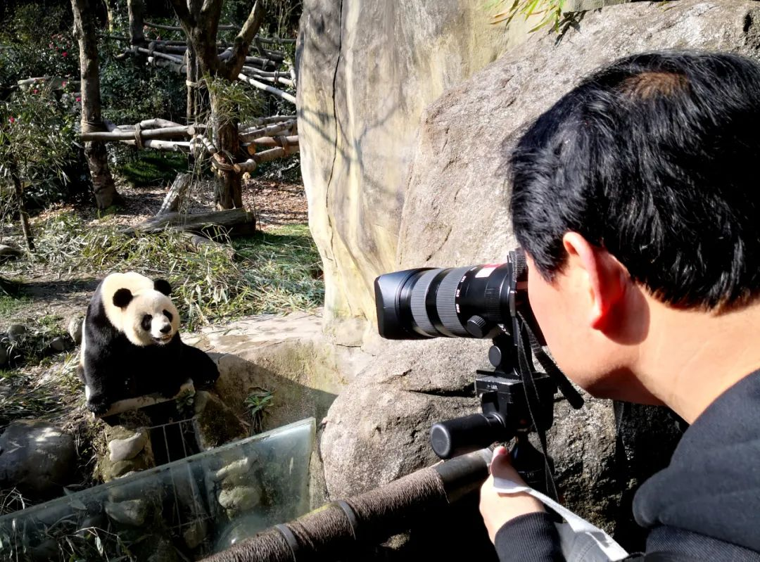 国礼《中国大熊猫英皇体育官网》画册作者带领摄影达人拍熊猫(图2)