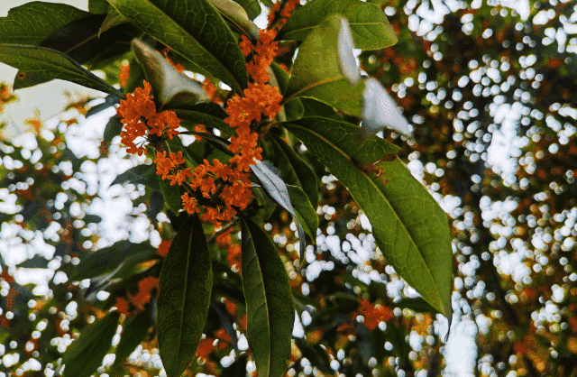 九月,满城桂花香