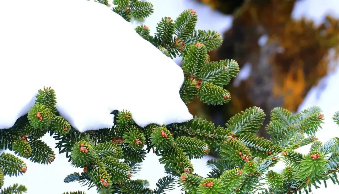 迎冬奥·游四川｜雪落满螺髻，遇见一场冬日绝色！