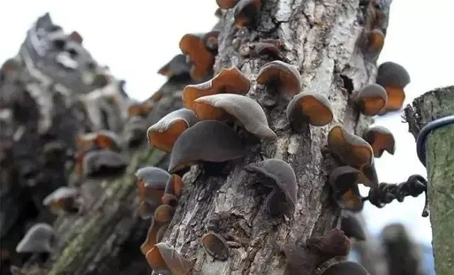 走进天府旅游名村｜千年古道旁的田园牧歌
