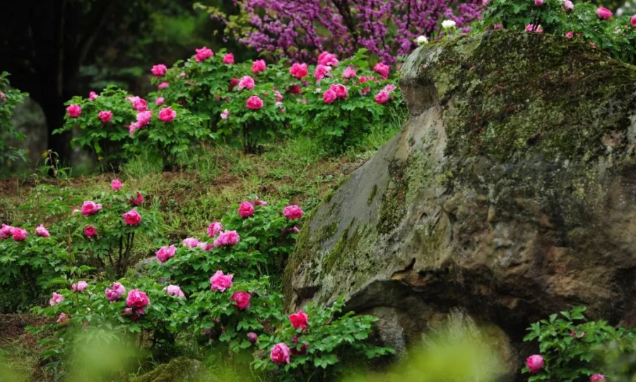 相约天府旅游名宿｜去山野田园，享受理想的度假生活！