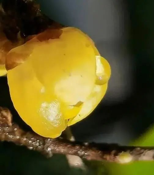 全部Ⅲ级！成都腊梅全面进入最佳观赏期！