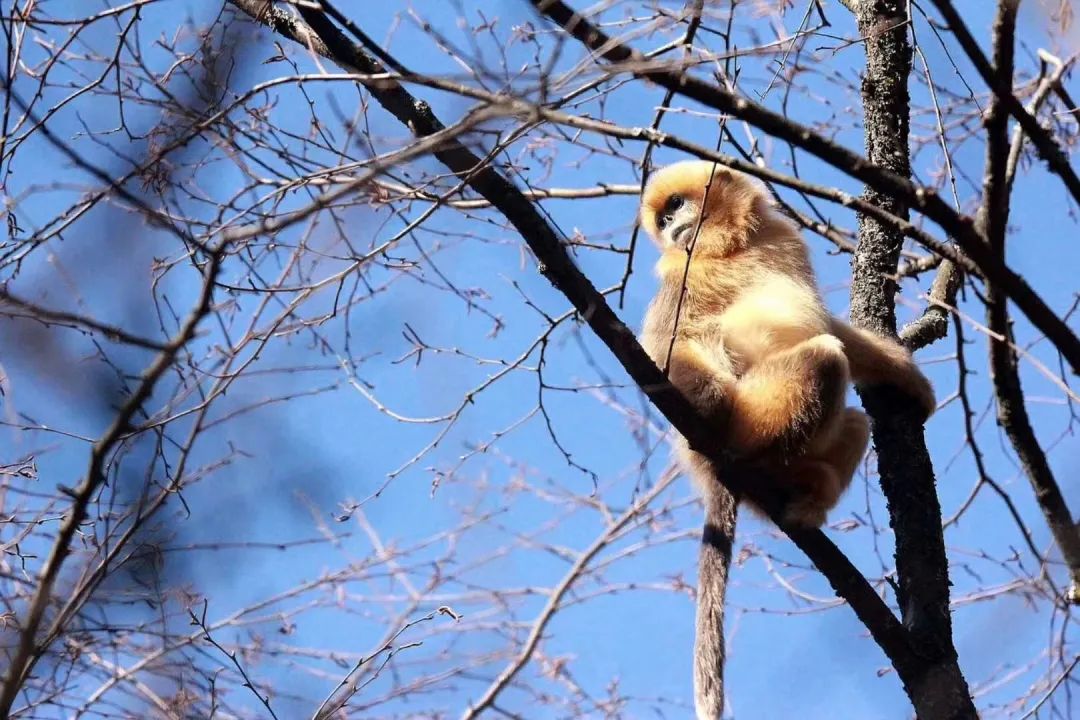 迎冬奥·游四川 | 揽尽冬日胜景，体验一场冰川温泉之旅！