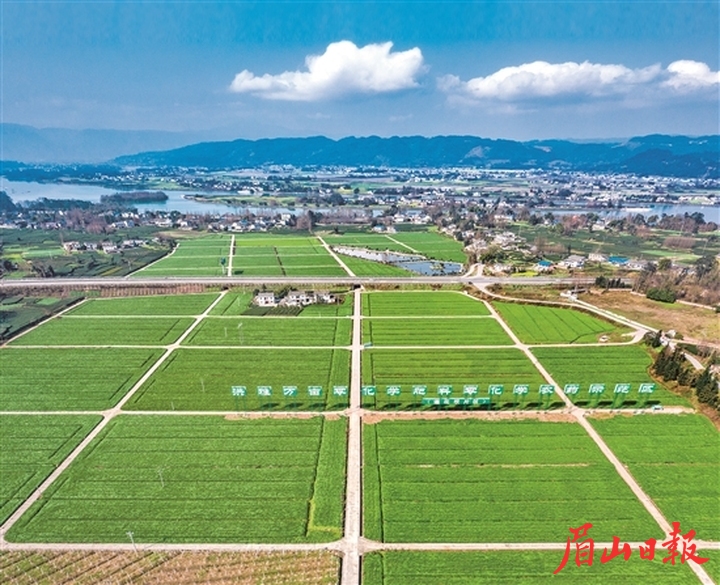 洪雅县止戈镇莲花坝万亩大豆玉米带状复合种植片区。 张锐红 摄