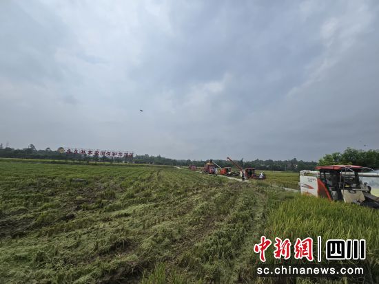 四川天府新区籍田街道水稻迎来丰收。四川省水利厅供图