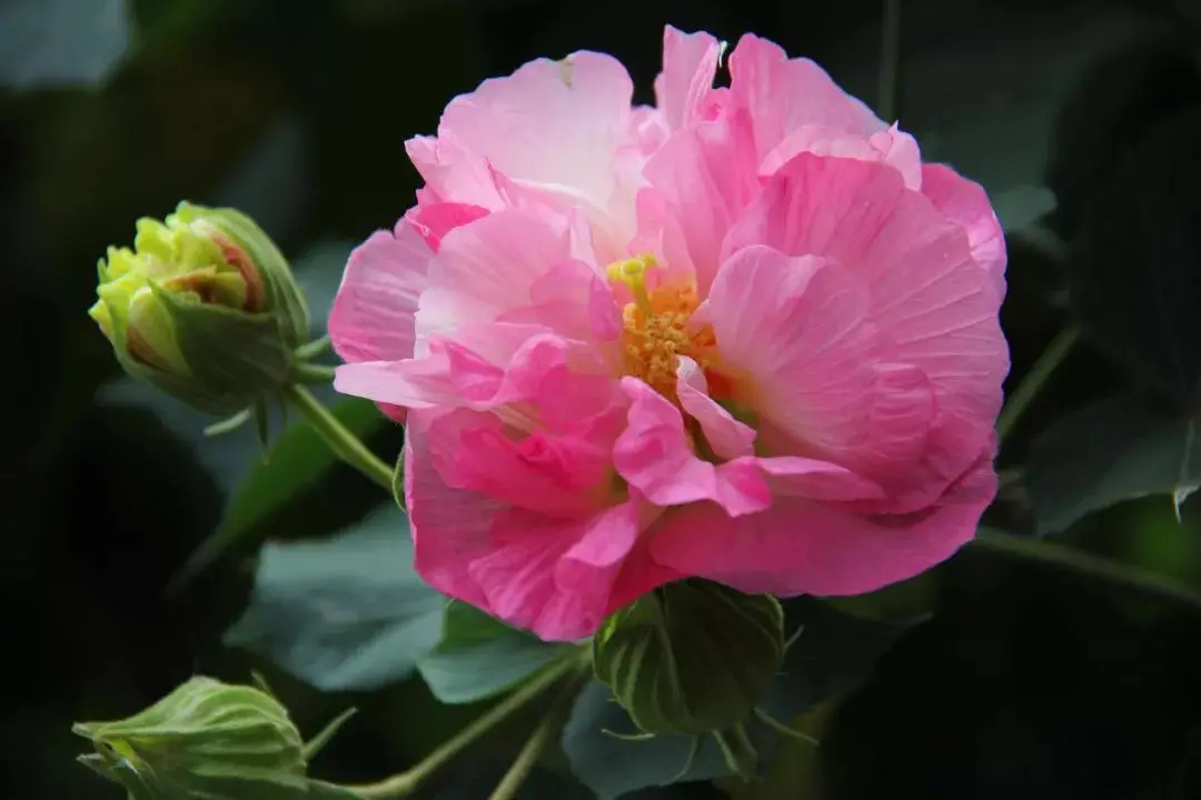 芙蓉花開 ,錦繡邛瀘