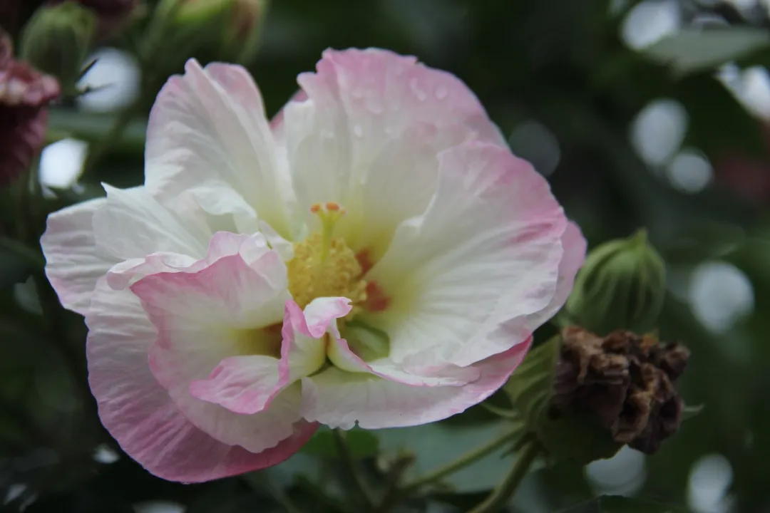 芙蓉花開 ,錦繡邛瀘